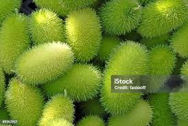 Image result for Cucumis hirsutus