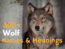 300 Wolf Names And Meanings From Alaska To Zion Wolf Name Names That Mean Wolf Names With Meaning