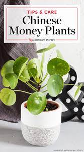 Photo Friendly Chinese Money Plants Are Cute And Easy To Care For Money Plant Care Chinese Money Plant Care Chinese Money Plant