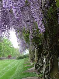 Biltmore Garden Beautiful Gardens Estate Garden Dream Garden