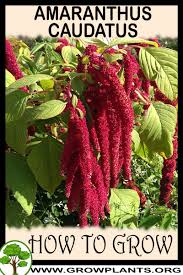 Image result for Amaranthus caudatus
