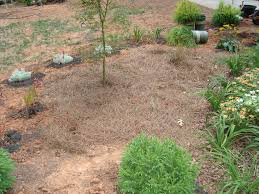 Pine needles are so slightly acidic that they do not cause soil to become acidic quickly. Leaves Needles Don T Acidify Soil Walter Reeves The Georgia Gardener