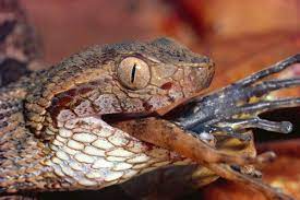 Can T Talk Got A Frog In The Throat P Fer De Lance Bothrops Asper Swallowing Rain Frog Eleutherodactylus Sp Frog S Lizard Reptile Snakes Reptiles