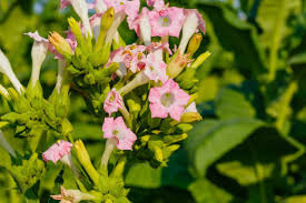 Tobacco, nicotiana tabacum, is an herbaceous annual or perennial plant in the family solanaceae grown for its leaves.the tobacco plant has a thick, hairy stem and large, simple leaves which are oval in shape. Nicotiana Tobacco Plant Care Growing Tips Horticulture