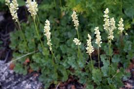 Image result for Heuchera cylindrica Greenfinch