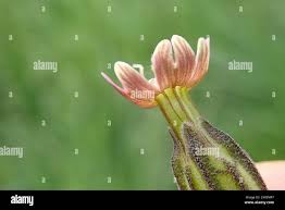 Image result for Silene burchellii