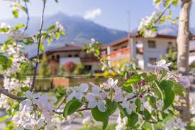 Cerca cassa rurale in trentino alto adige | trova informazioni, indirizzi e numeri di telefono in trentino alto adige per cassa rurale su paginebianche Winkler In Ried Vacanze Al Maso Frutticolo Agriturismo E Appartamenti In Alto Adige Merano