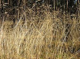 Image result for Avenella