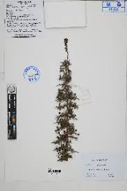 Image result for Lycium pilifolium