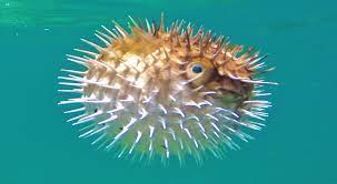 Artinya, aktivitas kegiatan hidupnya (mencari makan, dll) lebih gambar ikan buntal lucu dari jenis air laut tidak. Lima Hewan Ini Andalkan Duri Sebagai Proteksi Diri Okezone Techno