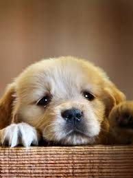 Download hd wallpapers for free on unsplash. Wallpaper Home Screen Golden Retriever Dog Wallpaper Home Screen Cute Puppies Novocom Top