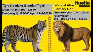 Fotos de animales salvajes animales majestuosos tigres fotografía animal tatuaje de tigre pirograbado tipos de animales felinos fotos de animales. Tigre Siberiano Vs Todos Los Felinos Youtube