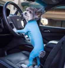 schnauzer in pajamas driving a car dog onesies dog pajamas animals