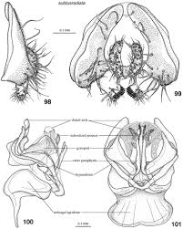 Image result for Disperis sp. nov. aff. bifida