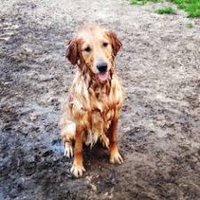 They are one of the world's most popular pets and make great companions. 36 Pet Friendly Rochester Ny Ideas Dog Friends Pet Friendly Dog Park