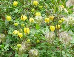 Initially, reddish lesions start to appear along the stems, but the onset and spread of clematis wilt can be quick. Types Of Clematis