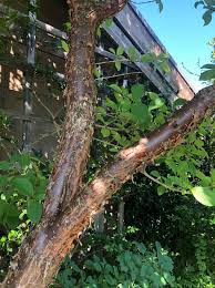 Image result for Chionanthus