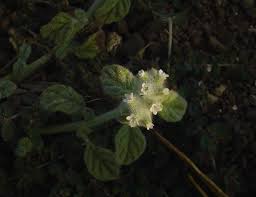 Image result for Heliotropium supinum
