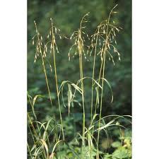 Image result for Bromus