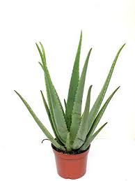 Aloe vera looks like a cactus but it isn't, the aloe vera plant is a member of the lily family which includes garlic and onion, and is a succulent plant species of aloe vera is only one type, although it is, to be sure, the best known of the aloes. Aloe Vera Pflanze So Zuchten Und Ernten Sie Sie Einfach Selbst Aloe Vera Plant Cactus Plants Plants