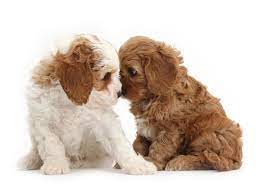 We cannot accept responsibility for any transaction between puppy buyer and the. South Carolina Puppies For Sale From Vetted Dog Breeders