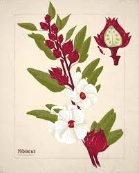 Image result for Hibiscus