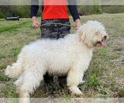 Contact us for puppies for sale. Puppyfinder Com Lagotto Romagnolo Puppies Puppies For Sale And Lagotto Romagnolo Dogs For Adoption Near Me In Virginia Usa Page 1 Displays 10