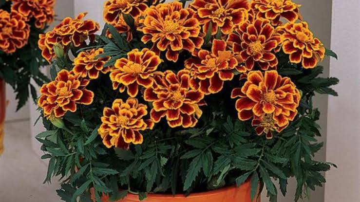 French Marigold Flame seeds available seedsnpots.com