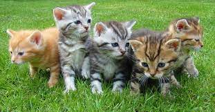 Dreams about kittens are usually associated with women, their feelings and their presence in a life of a dreamer. Dreams About Kittens Interpretation And Meaning
