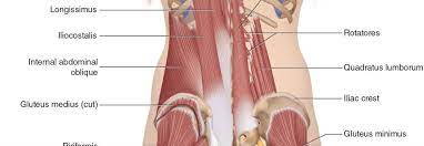 Check spelling or type a new query. Low Back Pain Time To Consider Massage And Exercise For Treatment