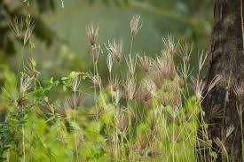 Image result for Enteropogon prieurii