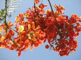 Orange is associated with enthusiasm, joy, fervor and fun. Indian Pagoda Tree Orange Flowers Orange Flowers Flowers Favorite Color