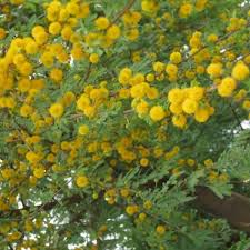 Image result for Acacia farnesiana