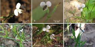 Image result for Canscora alata