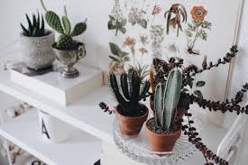 Sie können wirklich attraktive kompositionen in harmonischen farben mit sukkulenten einrichten. Sukkulenten Bilder Ideen Couch