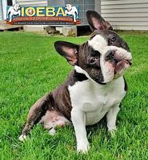 We are kc assured and 5 star rated council licensed breeders of boston terriers and whippets. Olde Boston Bulldogge