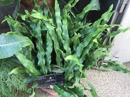 Image result for Lepisorus