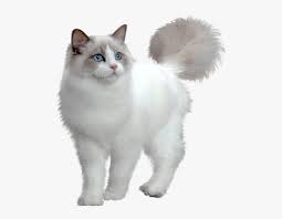 Most maine coon persian mixes will be produced by accidental breeding (the two were in proximity to each other) or planned breeding for specific purposes such as show, breeding stock, family pet, etc. Persian Cat Minuet Cat Maine Coon Munchkin Cat Kitten White Cat Png Transparent Png Download Kindpng