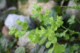 Ihre blütezeit dauert vom frühjahr bis in den herbst, von mai bis oktober. Gartenwolfsmilch Euphorbia Peplus Pflanzenwiki