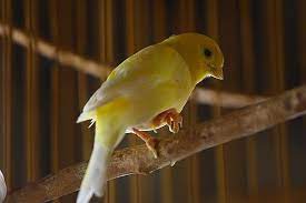 We did not find results for: Bengkak Pada Pembuluh Darah Di Kaki Burung Ini Cara Mengobatinya Om Kicau