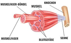 Hypertrophie Training So Funktioniert Muskelaufbau Muskeln Muskelaufbau Aufbau