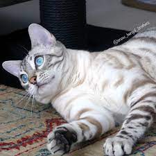 Rascal A Silver Seal Lynx Snow Bengal From The Netherlands By Snow Bengal Brothers Bengal Kitten Bengal Cat Silver Bengal Cat