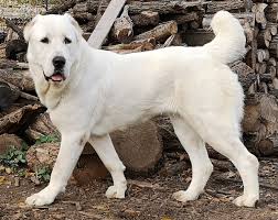 Central Asian Shepherd Dog Wikipedia