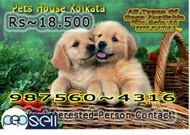 Find golden retriever dogs and puppies from massachusetts breeders. Show Quality Golden Retriever Dogs Available At Burdwan Burdwan Free Classifieds