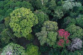 Tropical rainforests contain far more species of plants and animals than any other biome. What Is The Rainforest Canopy