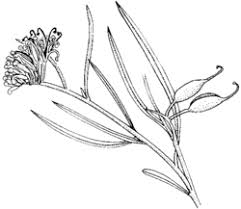 Image result for Grevillea linearifolia
