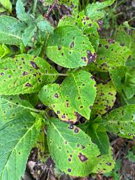 Image result for leaf spot hydrangea