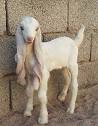 Damascus Goat: From The Cutest To The Ugliest