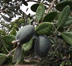 Image result for Feijoa sellowiana