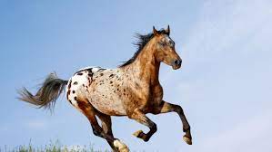 They are mostly known for their often striking spotted coats. Appaloosa Horse Breed Profile